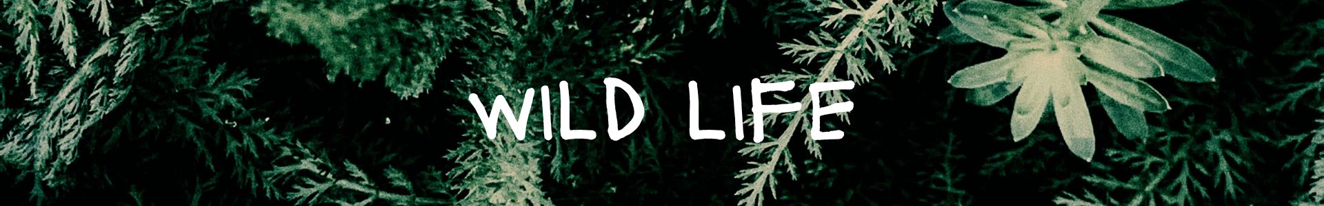 WILD LIFE